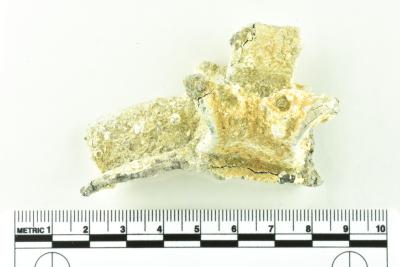 Tankard Lid Fragment