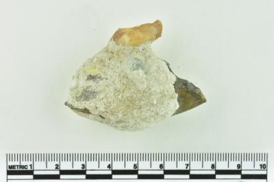 Onion Bottle Fragments