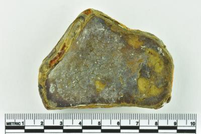 Onion Bottle Fragment