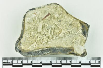 Onion Bottle Fragments
