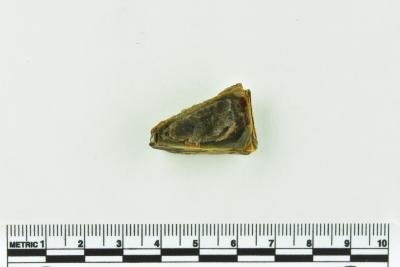 Onion Bottle Fragments