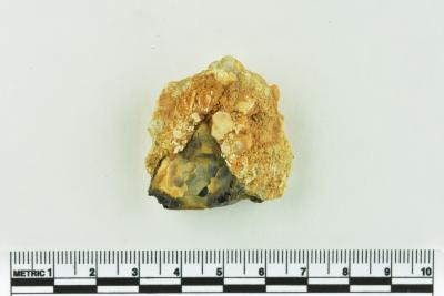 Onion Bottle Fragments