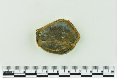 Onion Bottle Fragments