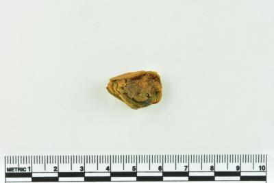 Onion Bottle Fragments