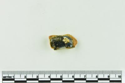 Onion Bottle Fragments