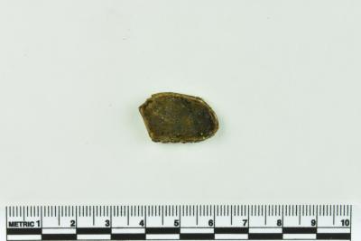 Onion Bottle Fragments